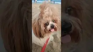 #shorts #viral #dog Like and subscribe 🐶