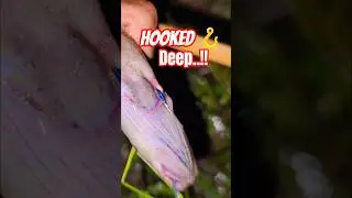 Buried Eel Hooked Deep in Throat! Jiyalla Trap Night Ends in Chaos! 😨🐍