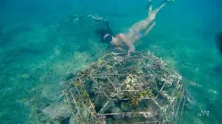 Coral restoration in the Dominican Republic, Bay of Sos&ugrave;a