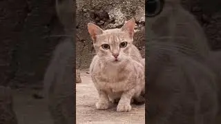 #shorts #pakistan #cat #dangerous