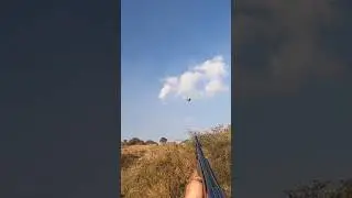 teetar hunting season 2024#teetarhunting #teetar #birds #hunting