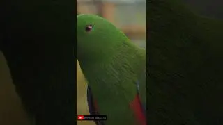 parrot's are the one of the most intelligent birds in the world. watch this🐦🐦🐦🐦🐦