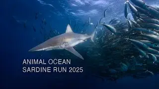 Sardine Run / Animal Ocean / Bait-ball Hunting 2025