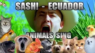 Sash! - Ecuador (Animal Cover)🐸🐔😸