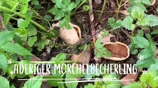 Aderiger Morchelbecherling - Pilze unter der Lupe