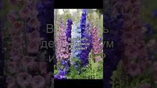 Дельфиниум можно вырастить из семян?  #дельфиниум #растенияизсемян #сад #садсвоимируками