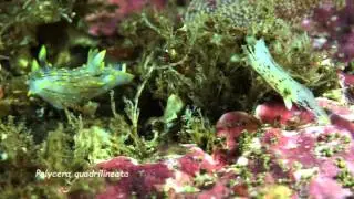 Underwater macro life   Polycera quadrilineata