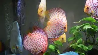 Amazing Discus Fishes # Different Strains # The Discus Planet # Real Gems Of Underwater # Abu Dhabi