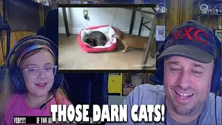Highly And Violet React - Jerk Cats Stealing Dog Beds