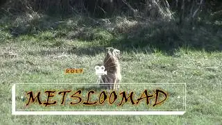 Metsloomad / Wild animals