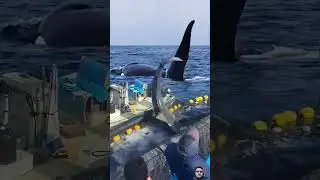 #shark #ocean #whale #fish #dolphin #shortsviral #yearofyou #wildlifephotography #nature #epic