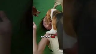 #FunnyPets #ViralAnimalVideos #AnimalShenanigans #CutePets #PetFails #FunnyDogs #FunnyCats #Animal