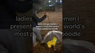 Dog Umbrella with Leash Link in Bio #cutedogs #cutedogs #poodle #puppy