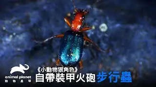 天生自帶裝甲與火砲—投彈甲蟲火爆登場｜動物星球頻道