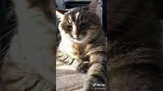 Funny Cats /КОТЫ из Tik Tok #степа тик ток 😹😎
