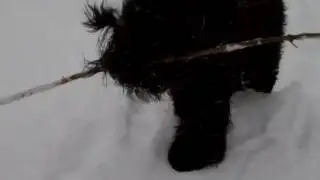 MidnightSolo BRT in snow