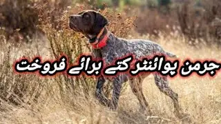 German Pointer Dog Available For Sale In Pakistan | Imported Dog |