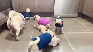Mother pug disciplining her pups 🙈 / mom dog teaching her babies, even dogs have annoying kids