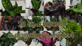 calathea plants || affordable rate || all india online sale || #kodungallur || Video#219