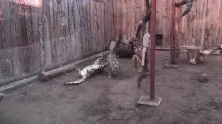 Snow leopard cub play