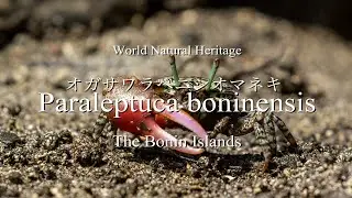 【オガサワラベニシオマネキ】世界自然遺産・小笠原諸島 【 Paraleptuca boninensis 】World Natural Heritage・The Bonin Islands