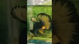 Bettta ❤️ please subscribe |wild guppys