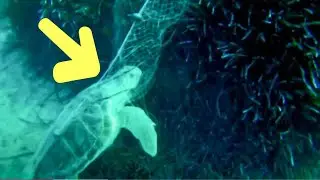 This Is How Our Plastic Waste Is Harming Land Animals