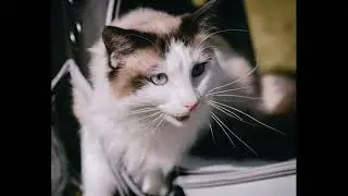 Classical and Operant Conditioning in Cats