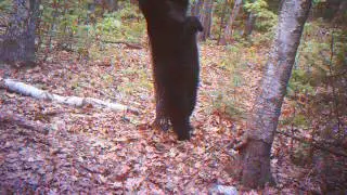Black Bear Scratching Back on Tree - 30-second clipped version