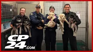 Firefighters save puppies from suspected fentanyl exposure