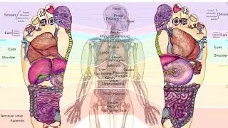 Reflexology foot chart 2018 update from Balancing Touch