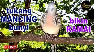 Perkutut Lokal Gacor - paling JAGO masteran mancing bunyi