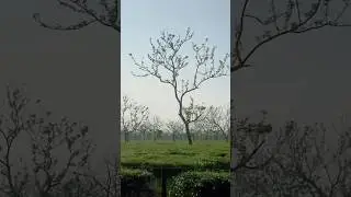 Assam Tea garden🌿🌱🍃#beautiful #North east Assam tea garden