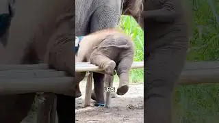 Adorable Baby Elephant Fails #animals #elephant #cute