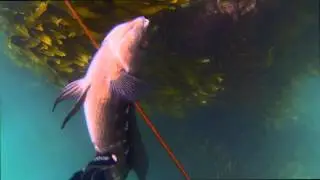 WildFox Spearfishing || Big Butterfish - South Coast, Wellington