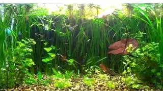 Нимфея красная (Nymphaea lotus Red)