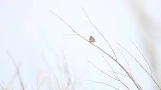 Варакушка (Luscinia svecica)