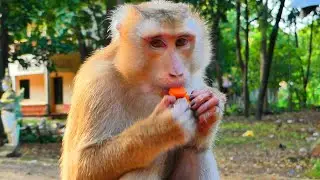 Update: Super Sweetie Monkey MOKA.! We hope that Moka can be pregnant Coz She mates for 3times.!
