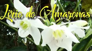 L&iacute;rio do amazonas #cultivandonoquintal