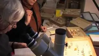 Musée zoologique, des animaux empaillés par milliers