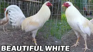 Ruble White Hatch Gator Blueface Black Jap Lacy Roundhead - CW FARM
