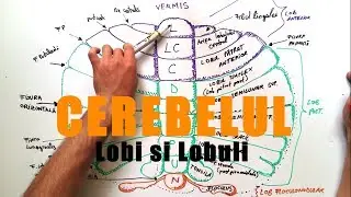 Lobația și lobulația Cerebelului