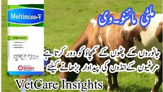 multimino v, #selmore , جانوروں کےپٹھوں جگر کے کرمو ں کے خاتمہ، کے کھچاؤ کو ختم کرکے تازہ دم کرتا ہے