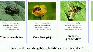Insekt, orde tweevleugeligen, familie zweefvliegen, deel 2 kleine insect vittata platbek bijvlieg