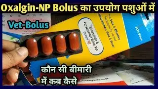 Oxalgin NP bolus Nimesulide & paracetamol veterinary bolus cow and buffalo fever &pain