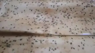 الملبن الخليلي اسهل و أسرع وصفه بالبيت