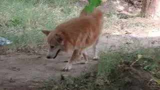 Dog Vlog video / cute little dog / desi vlog