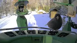 Super Triple Feeder in Freezing, Snowy New England! Colorful birds and all the white is beautiful!
