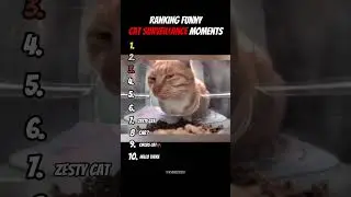 Ranking funniest Cat Surveillance Moments 😂 #ranking #funnycats #cat
