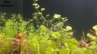 Cardemine ıyrata high-tech aqurium